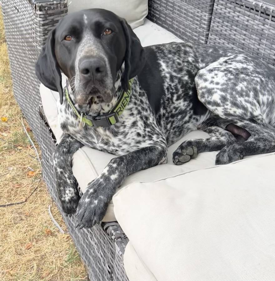 Pet image