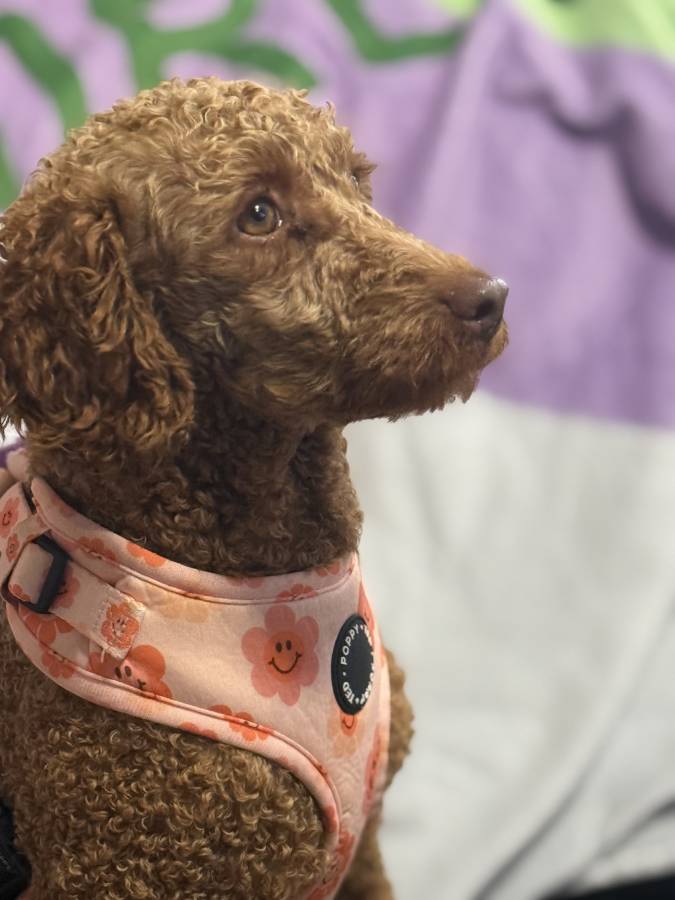 Adult mini poodle 3 years spayed