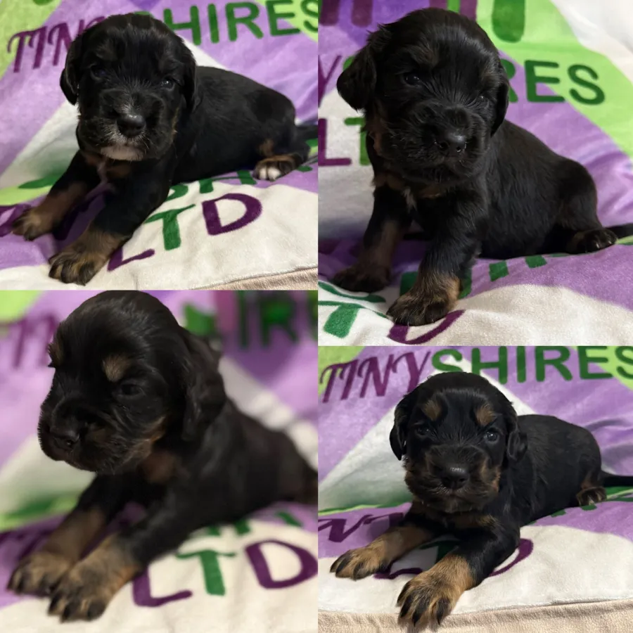 Kc Black and Tan boys 17 dna health tested clear