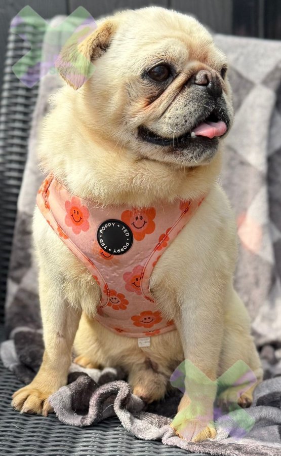 Adult white male pug neutered