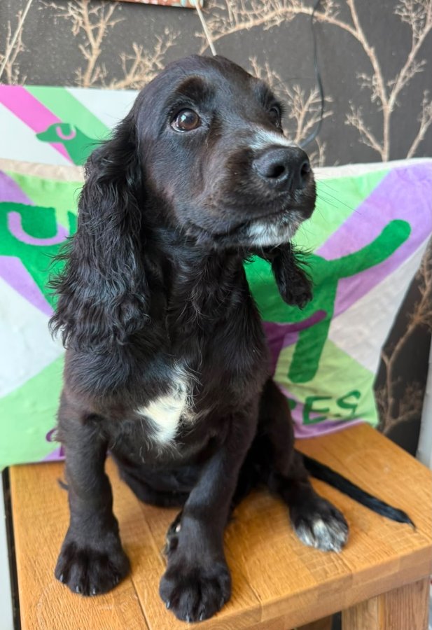 Kc cocker spaniel boys 17 dna health tested