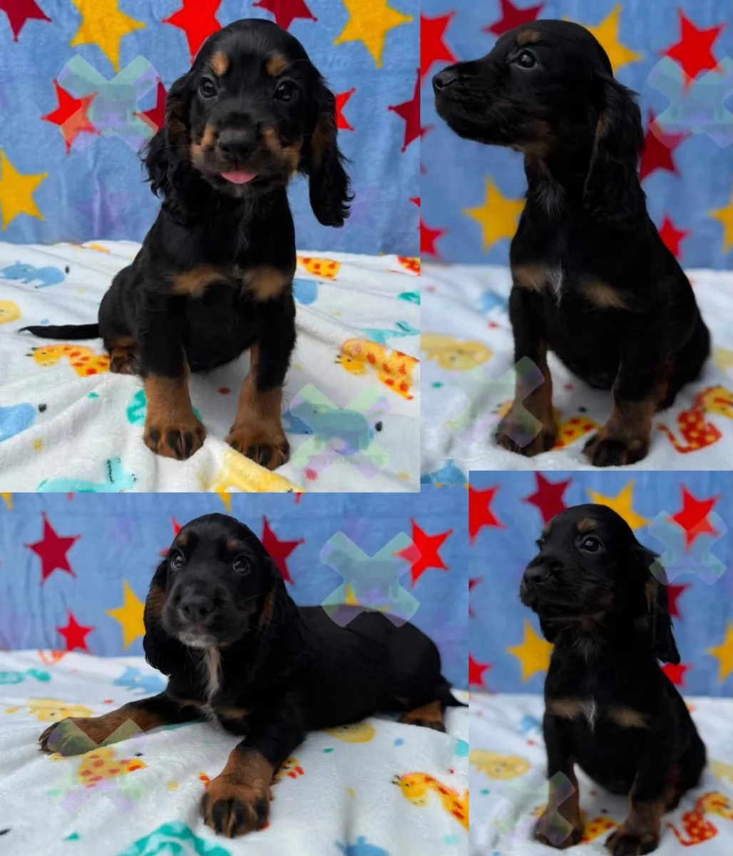 Kc Black and Tan boys 17 dna health tested clear