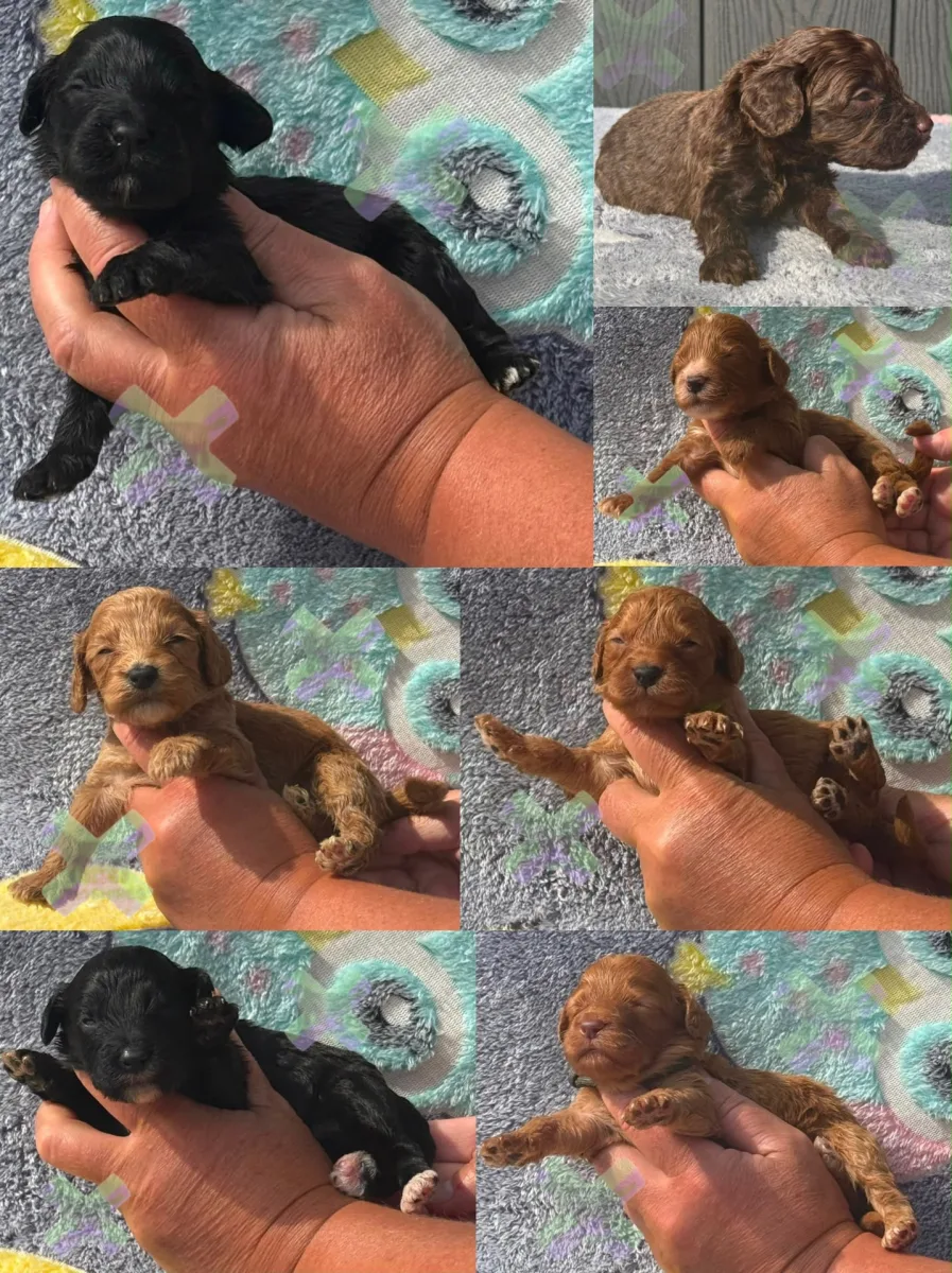 F1 small mini cockapoos various colours 30 dna health tested clear