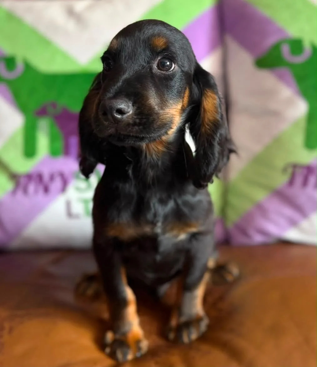 Kc Black and Tan boy 17 dna health tested clear
