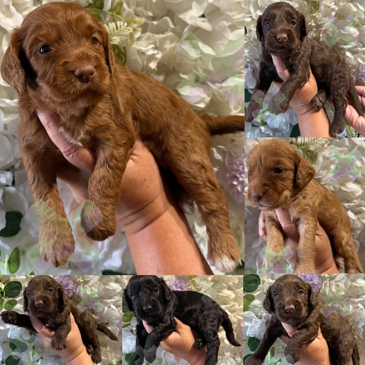 F1 mini cockapoos 30 dna health tested clear