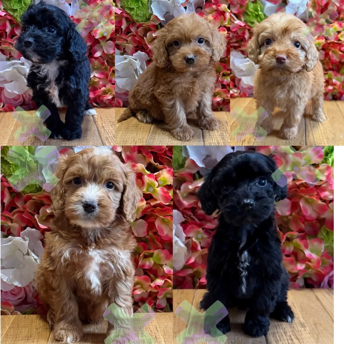 F1 small mini cockapoos   30 dna health tested clear