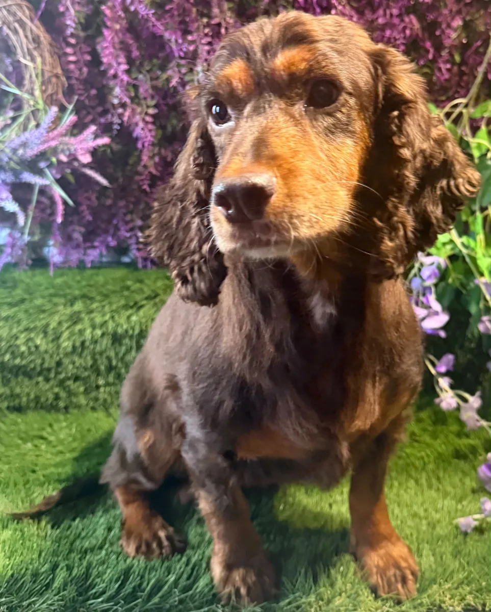 Adult cocker spaniel lady retired and neutered