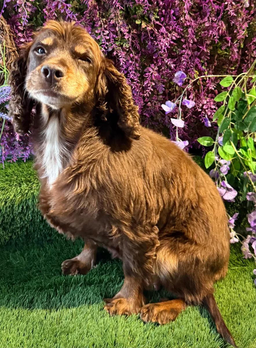 Adult cocker spaniel lady retired