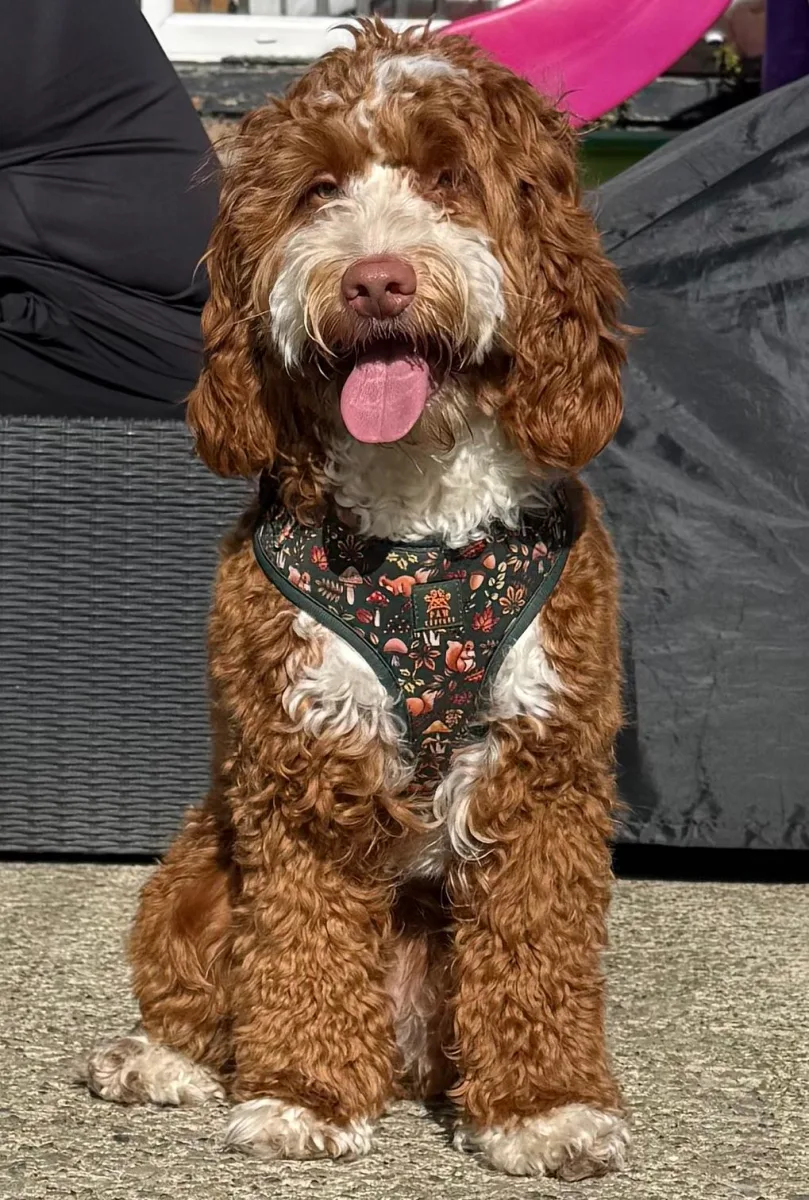 F1 mini cockapoo 7 month old boy 30 dna health tested clear