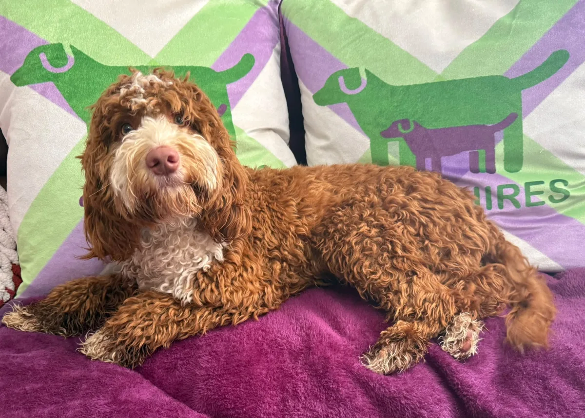 F1 mini cockapoo  boy 30 dna health tested clear