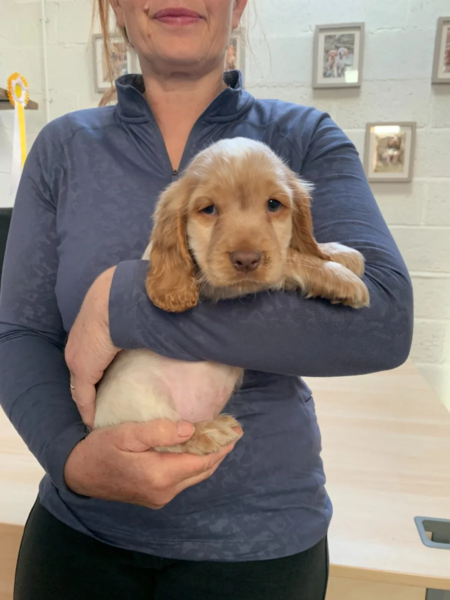 K.C REGISTERED COCKER SPANIEL MALE