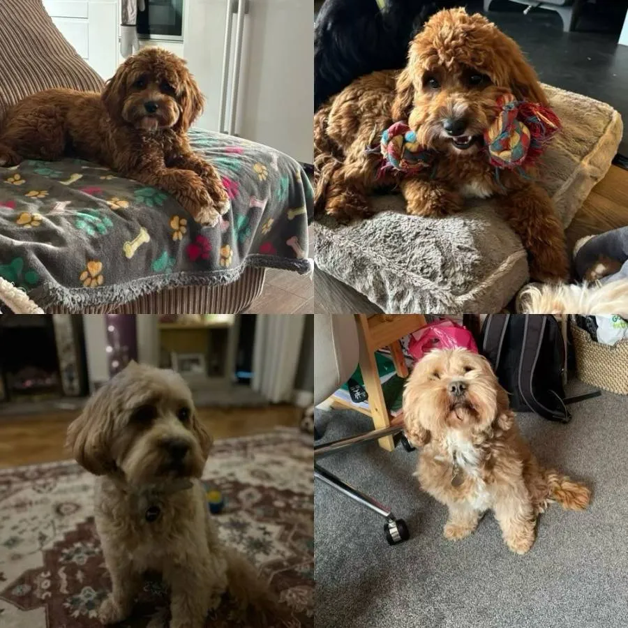 F1 Red/Apricot Cavapoo Stud - DNA Health Tested and Proven