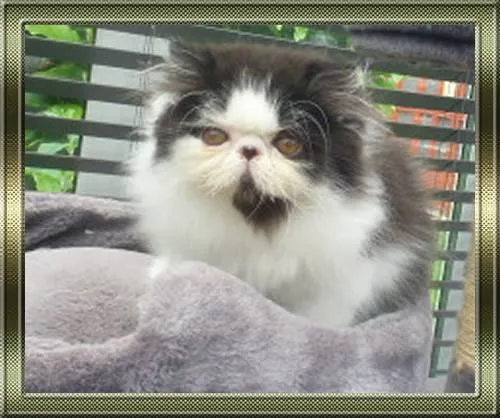 Pure Pedigree GCCF Registered Kittens