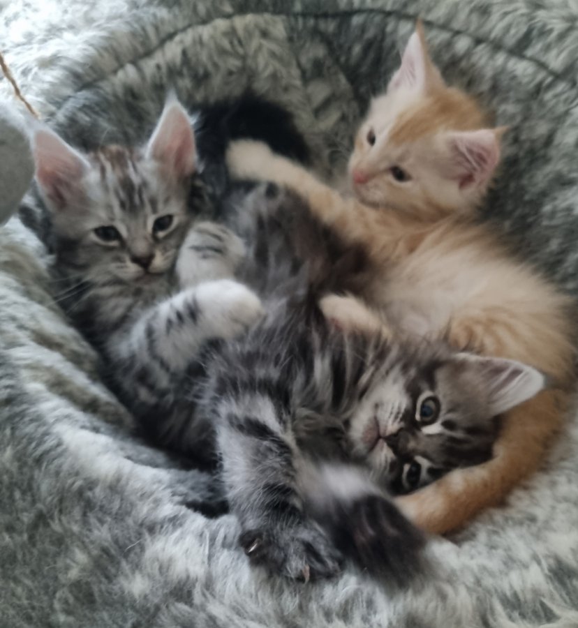 Beautiful GCCF registered maine coon kittens