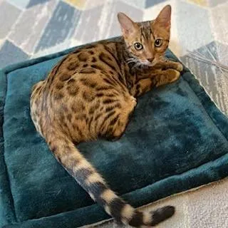 Bengal Kittens For Sale - pedigree (GCCF Registered)