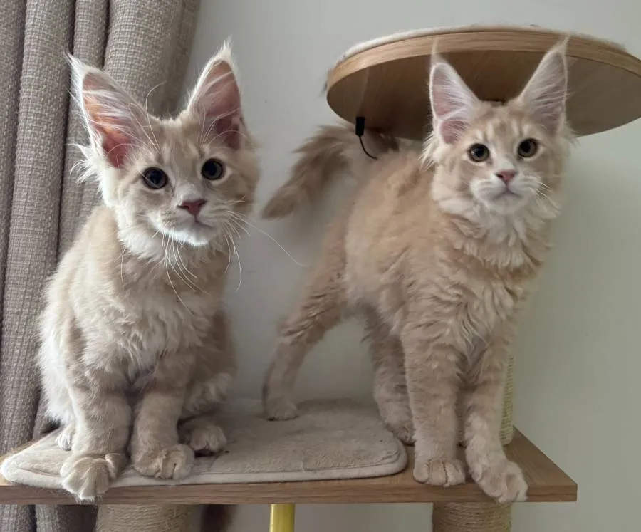 Very affectionate Maine Coon kittens available 