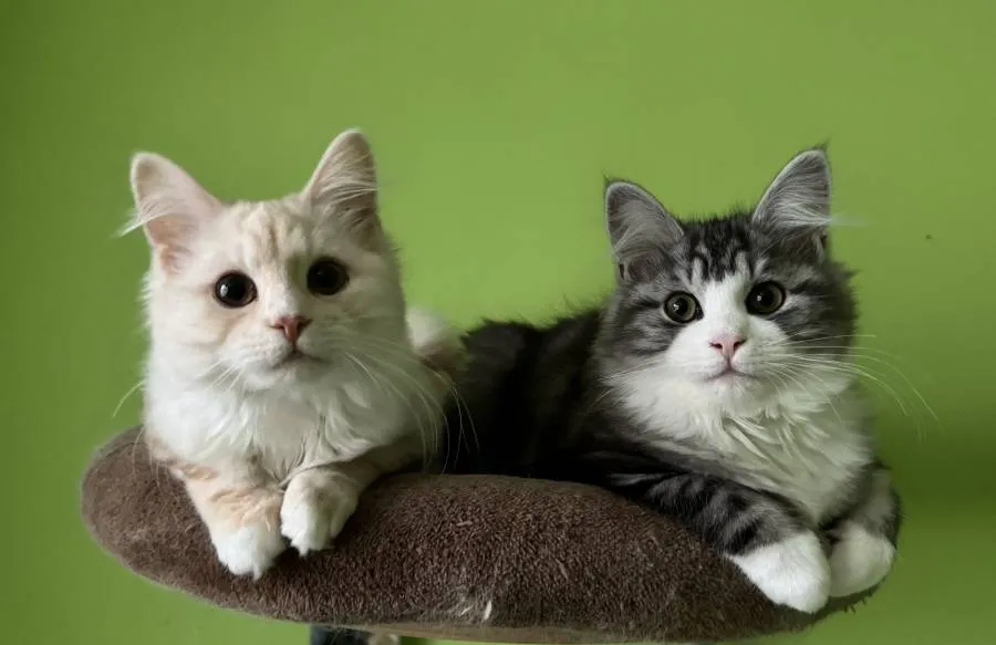Waiting list is open :) Pedigree Kurilian Bobtail kittens