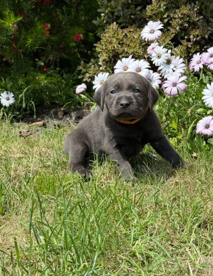 Stunning Charcoal and Silver Working Labrador Pups for Sale - Extensively Health Tested 