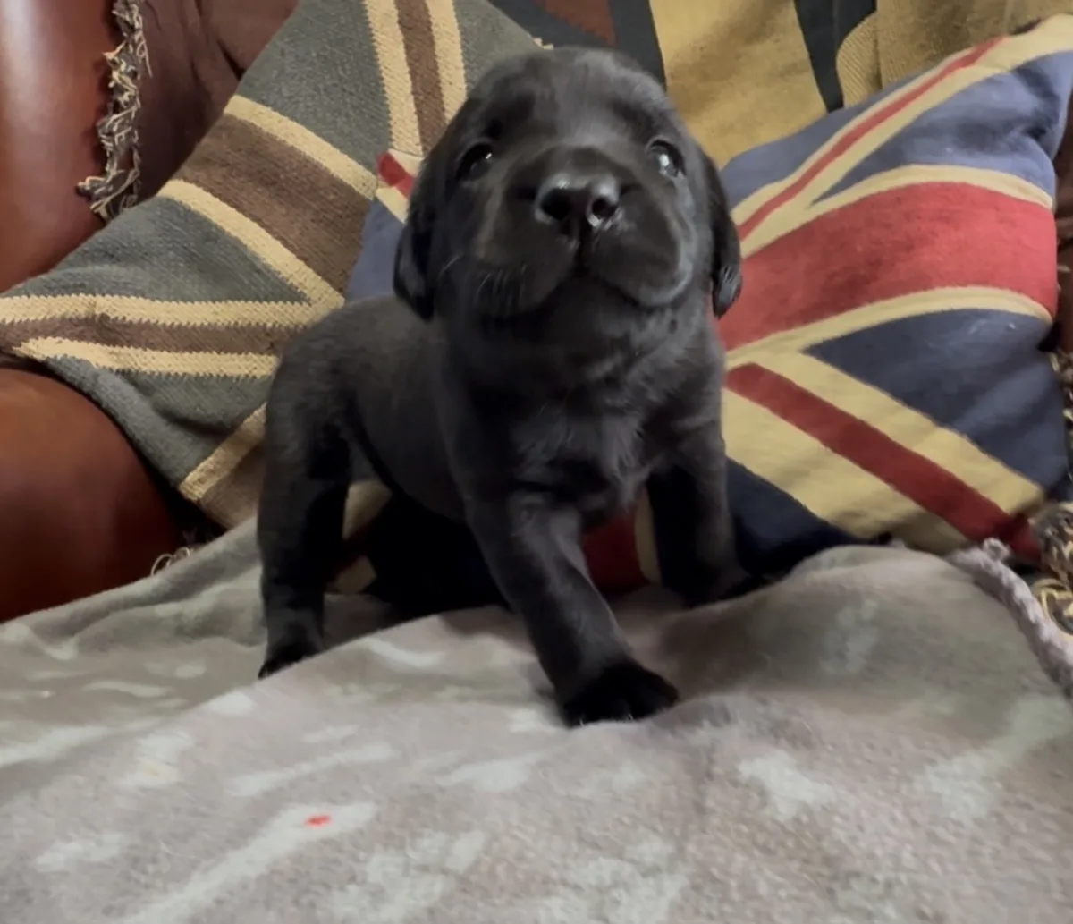 Stunning Labrador Pups - FTC Lines