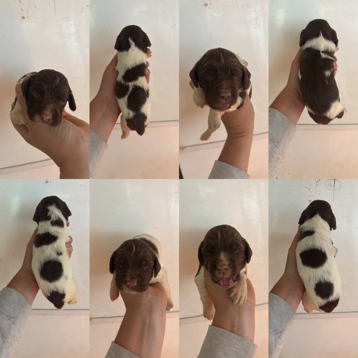 KC Springer spaniel puppies