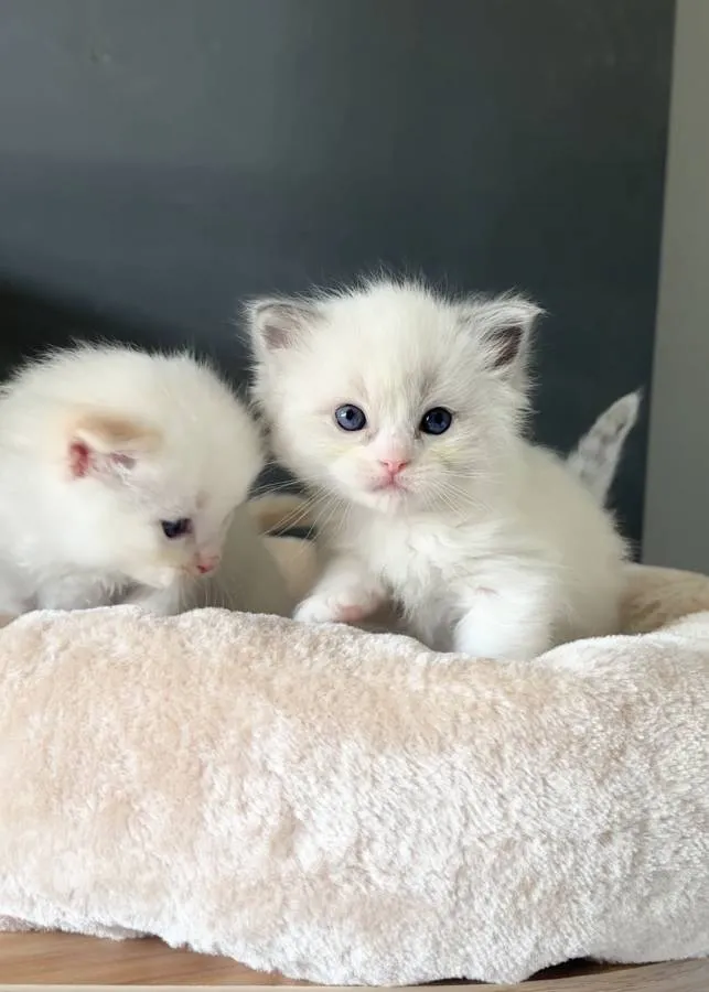 Ragdoll Kittens. GCCF Registered and Fully Health Tested