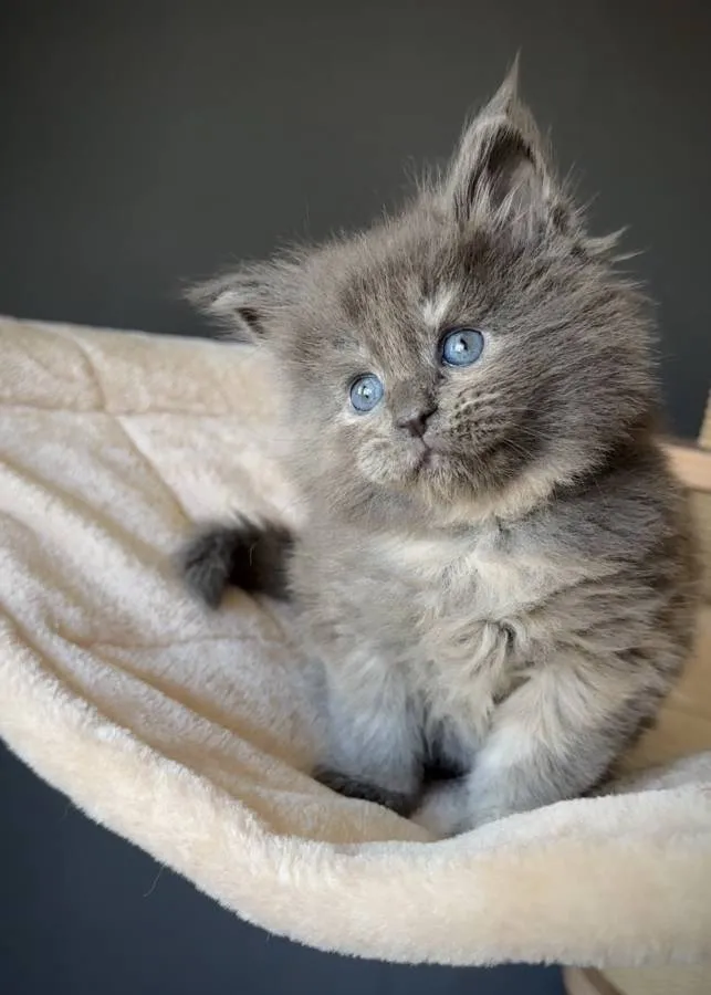 Maine Coon Kittens.. GCCF Registered and Fully Health Tested