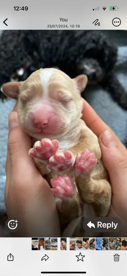 * Star Cockapoos *