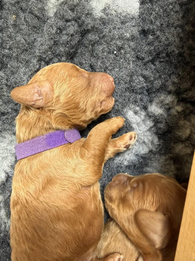 *Ready to leave 3rd Aug* Fully DNA health tested parents+ DNA F/F stud