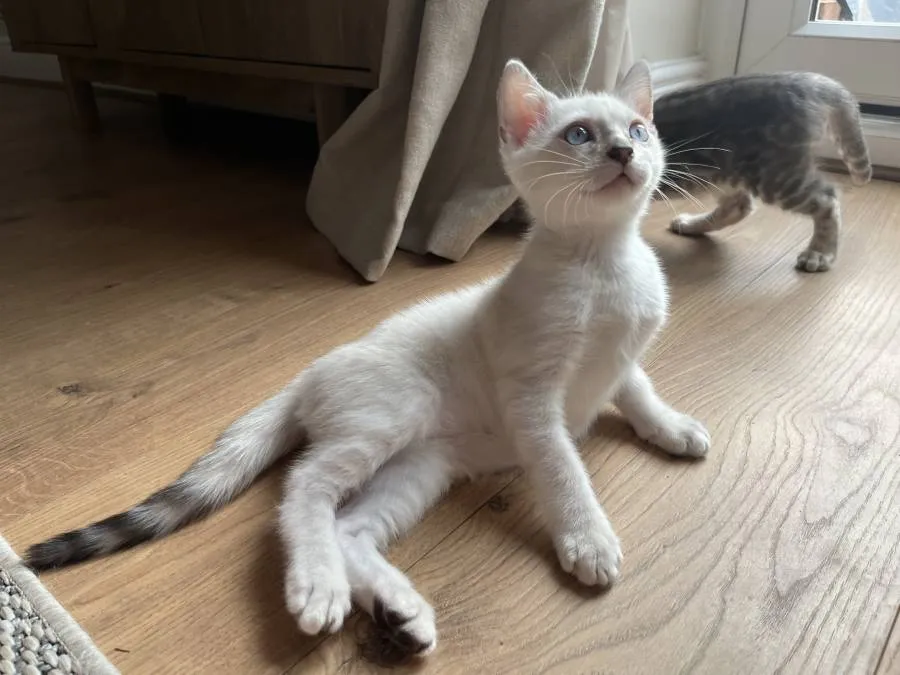 Show quality bengal kittens 