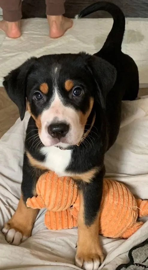 Great Swiss Mountain Dogs