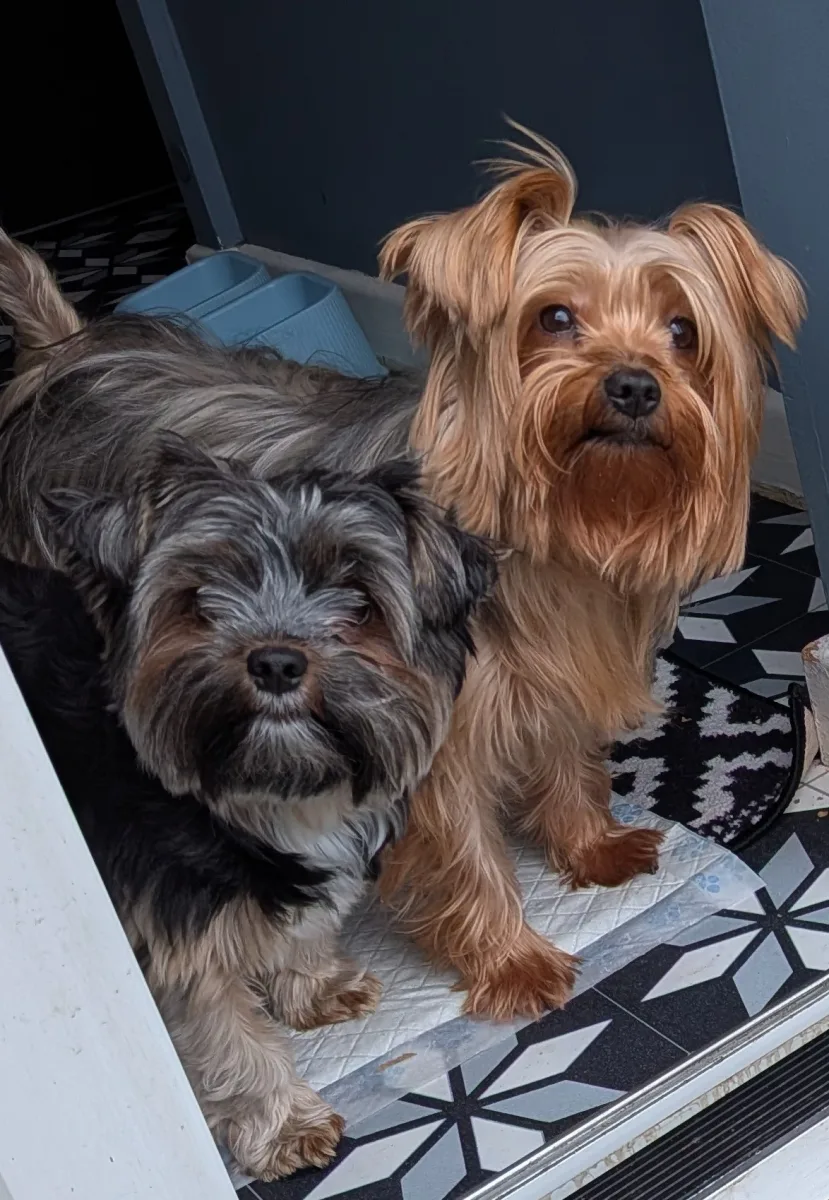 Anmaco Yorkies KC Pedigree Bred Pups FOR SALE