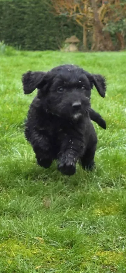 Outstanding F1 Goldendoodle Puppies