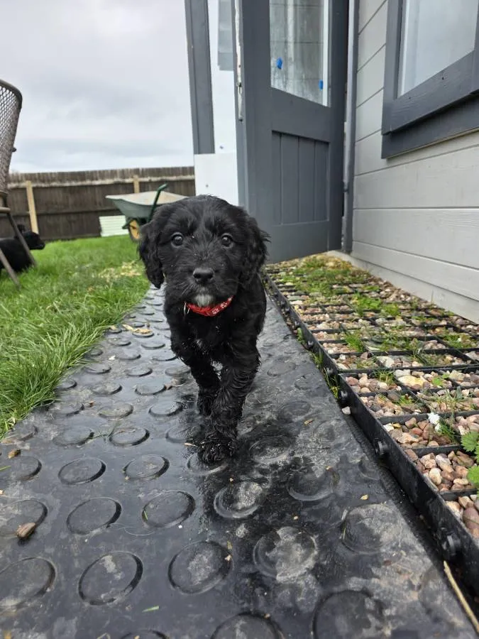 Outstanding F1 Goldendoodle Puppies
