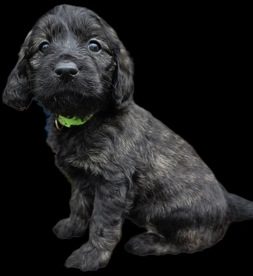 Outstanding F1 Goldendoodle Puppies