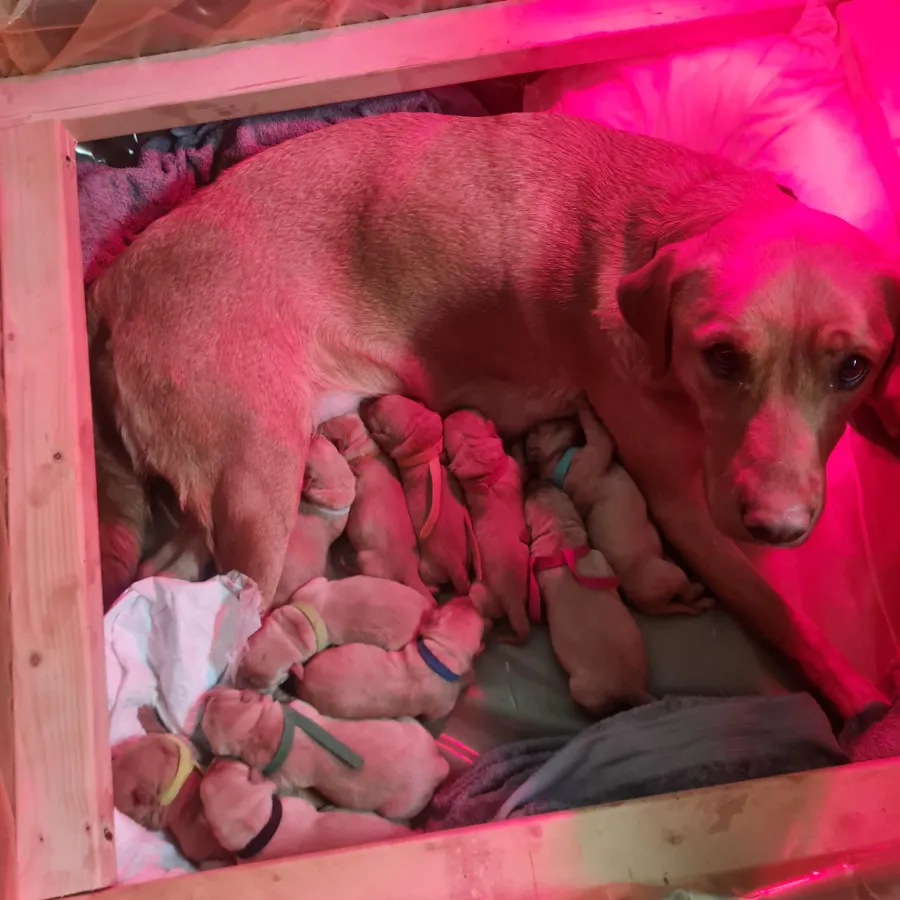 Fox Red labrador retriever puppies