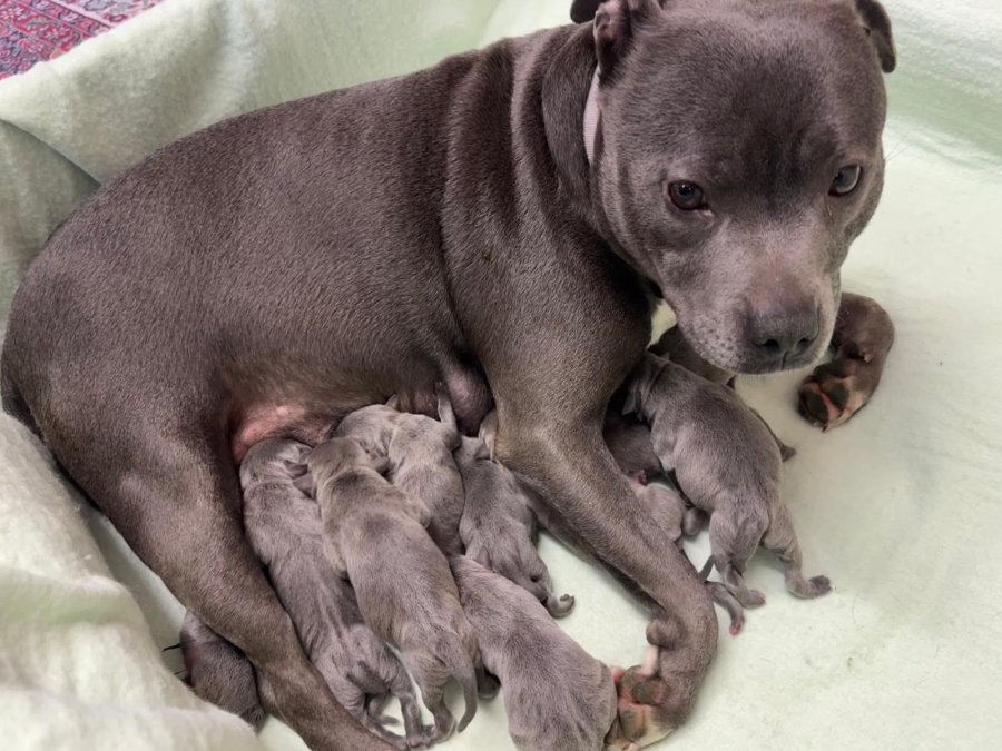 Gorgeous puppies
