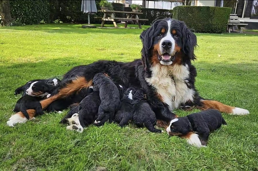 Beautiful Bernese Mountain Puppies for new homes