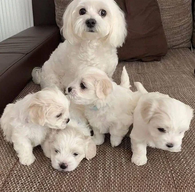 Sweet Maltese Puppies For New Homes