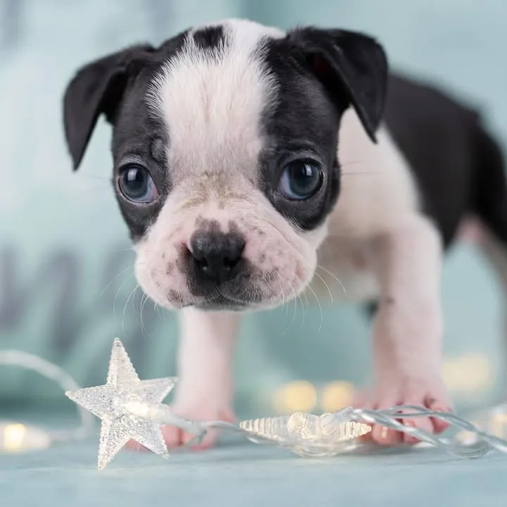 Sweet Boston Terrier Puppy for sale