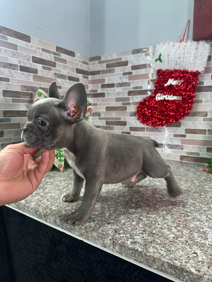 French Bulldog Puppies For New Home
