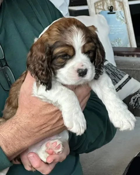 Cocker Spaniels Puppies for new homes