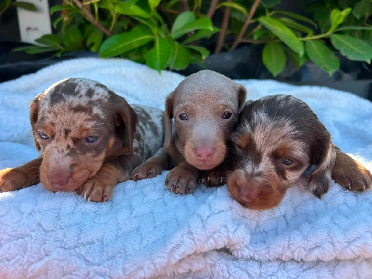mini dachshund puppies