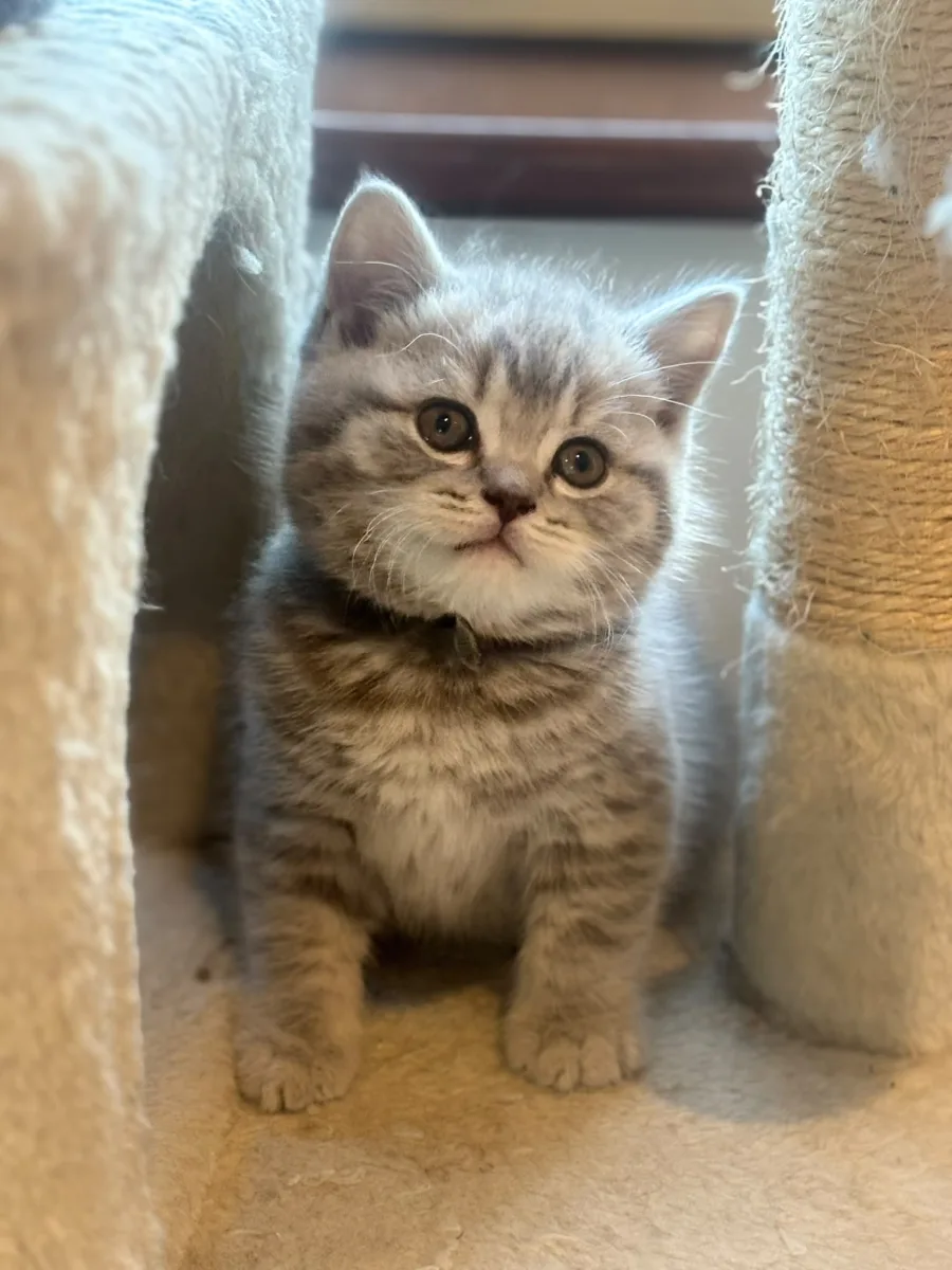 Beautiful BSH 4 x  girl 1 x boy