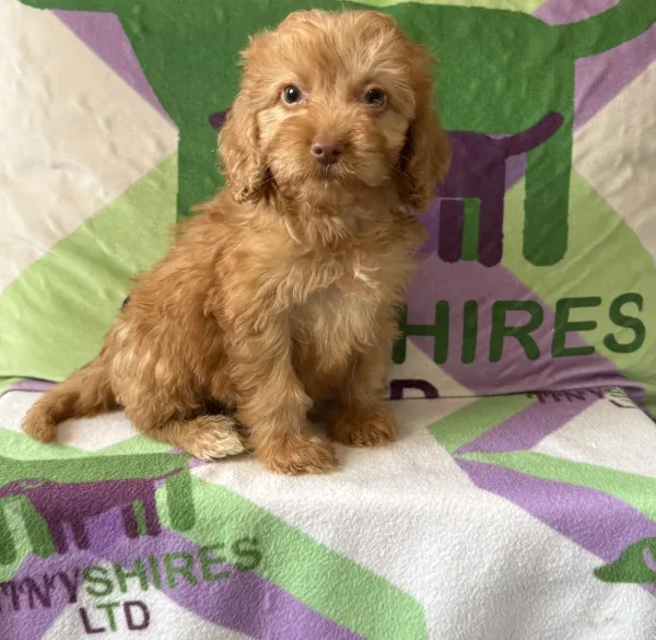 F1 small mini cockapoos   30 dna health tested clear
