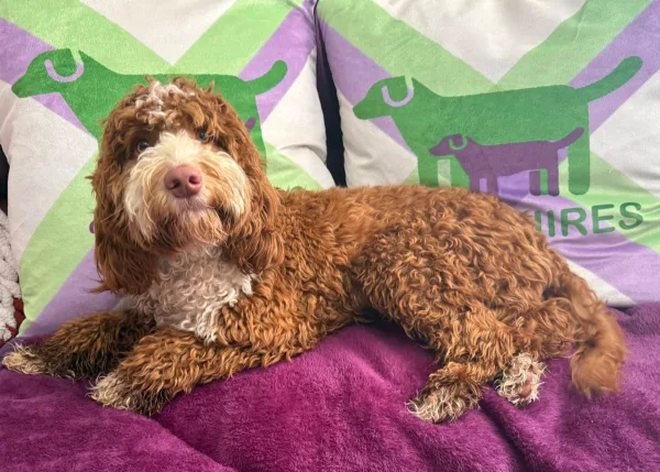 F1 mini cockapoo  boy 30 dna health tested clear