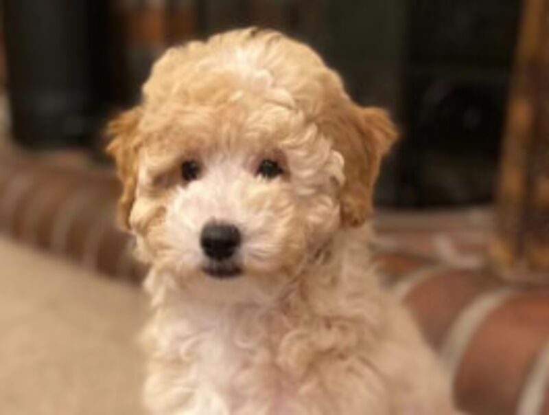 Apricot and white Miniature Poodles fully health tested parents  5 star licensed breeder !